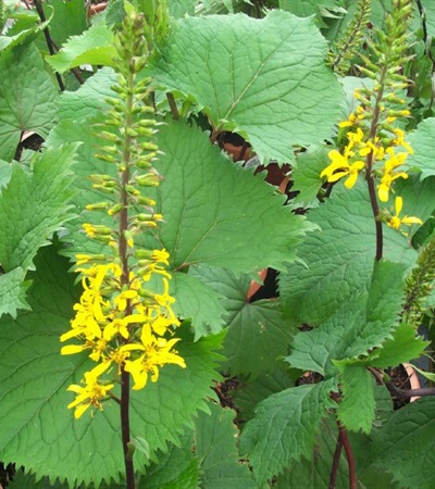 Bigleaf Golden-Ray The Rocket